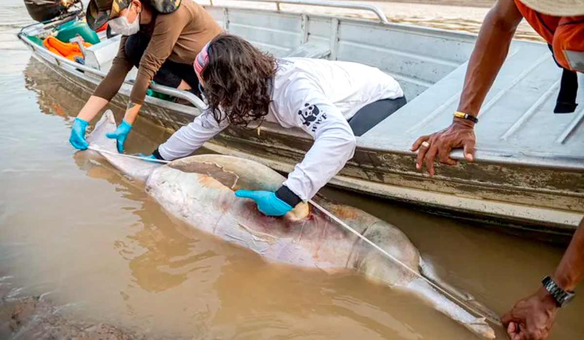 Botos rosas e tucuxis estão morrendo por conta do aquecimento das águas no Amazonas - Foto: Miguel Monteiro (IDSM)