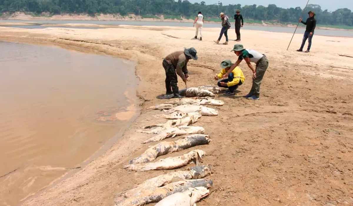 Pirarucus aparecem mortos nos rios amazônicos secando