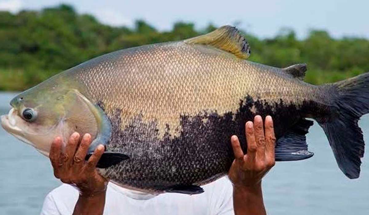 Tambaqui (Colossoma macropomum)