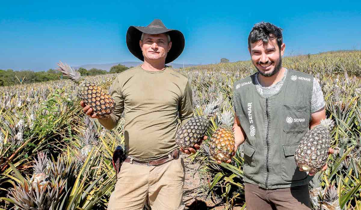 O produtor com seus abacaxis gigantes e técnico