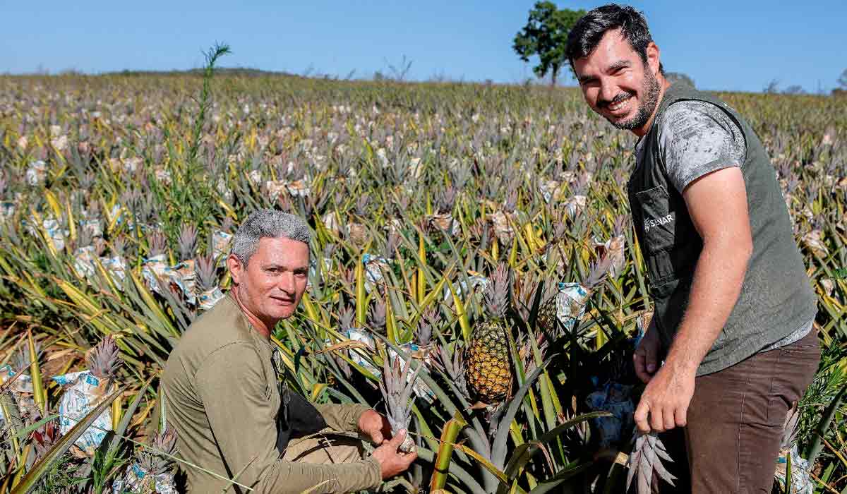 Antômio e o técnico do Senar Goiás Erick Tiago Lino Pereira na lavoura de abacaxis