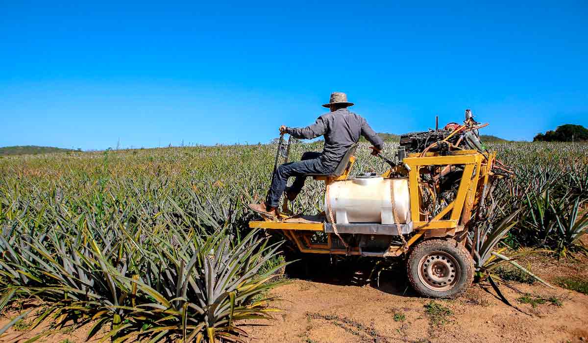 A máquina "Frank"