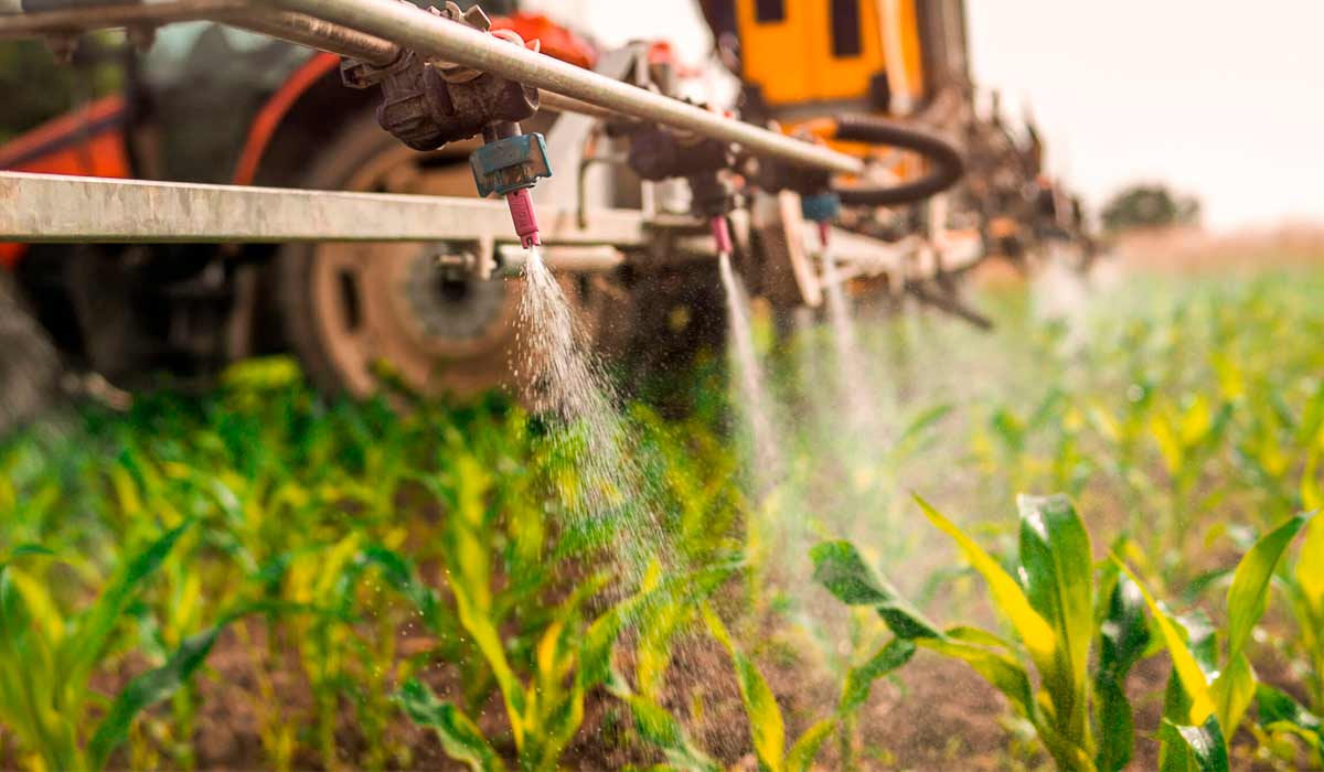 Pulverização mecânica de agrotóxico na lavoura de milho