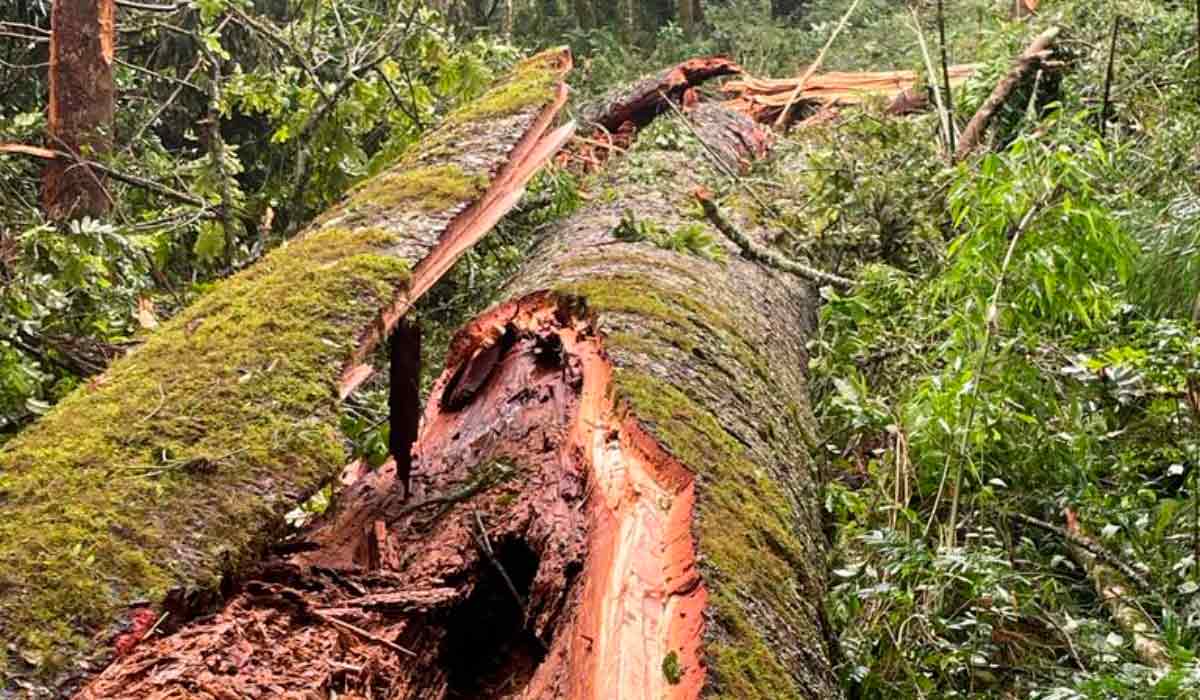 A maior araucária do Paraná tombada