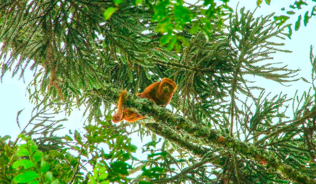 Abrigando um bugio (Alouatta guariba)