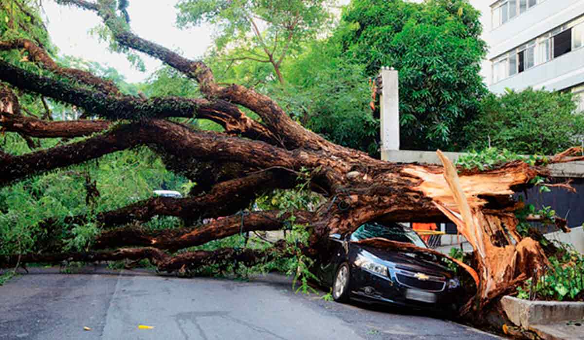 Árvore de grande porte tombada e obstruindo a rua causando sérios danos