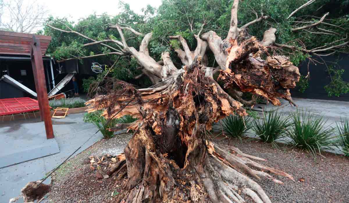 Árvore de grande porte tombada pela podridão do tronco