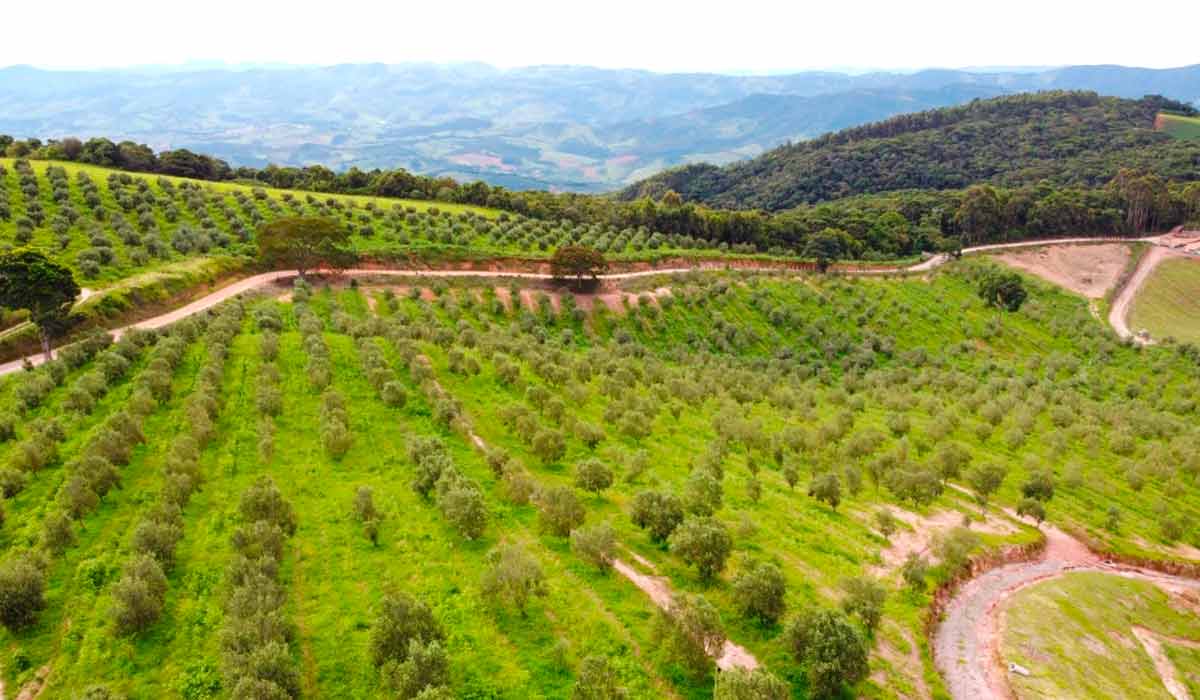 Olival da Fazenda Santa Helena em Maria da Fé (Azeite Monasto) – Acervo Rosana Chiavassa