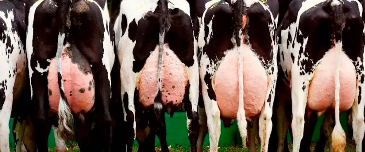 Vacas de alta produção