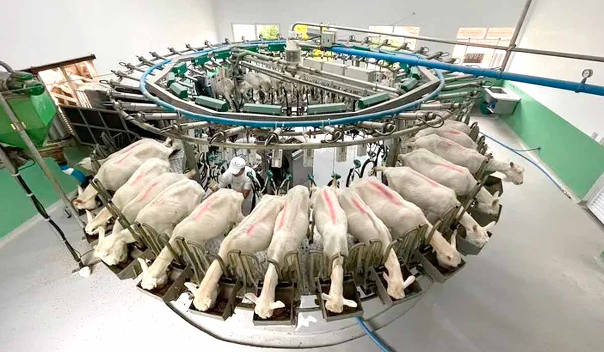 Cabras em lactação na ordenhadeira mecânica. São 350 que produzem 800 litros de leite por dia