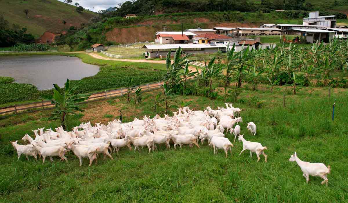 Cabras no pasto