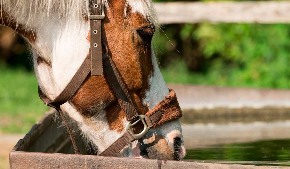 Cavalo bebendo água