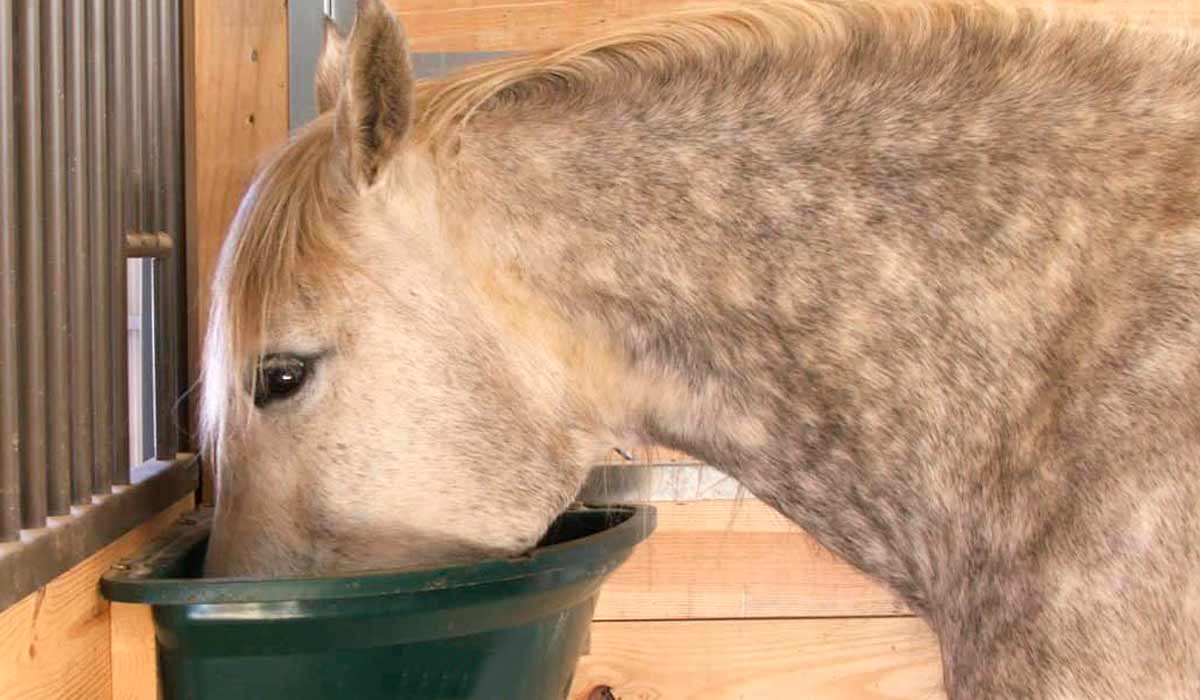 Animal no cocho de ração