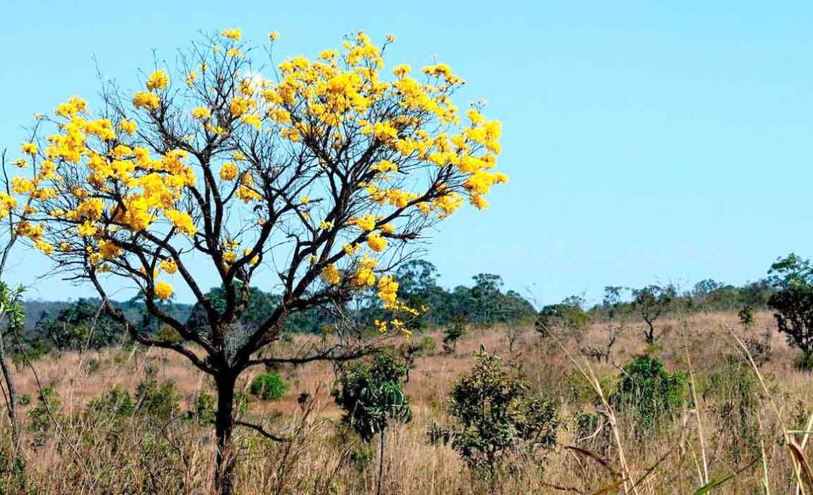 Cerrado com ipê amarelo em destaque