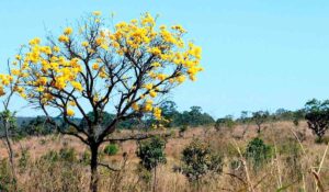 Cerrado com ipê amarelo em destaque