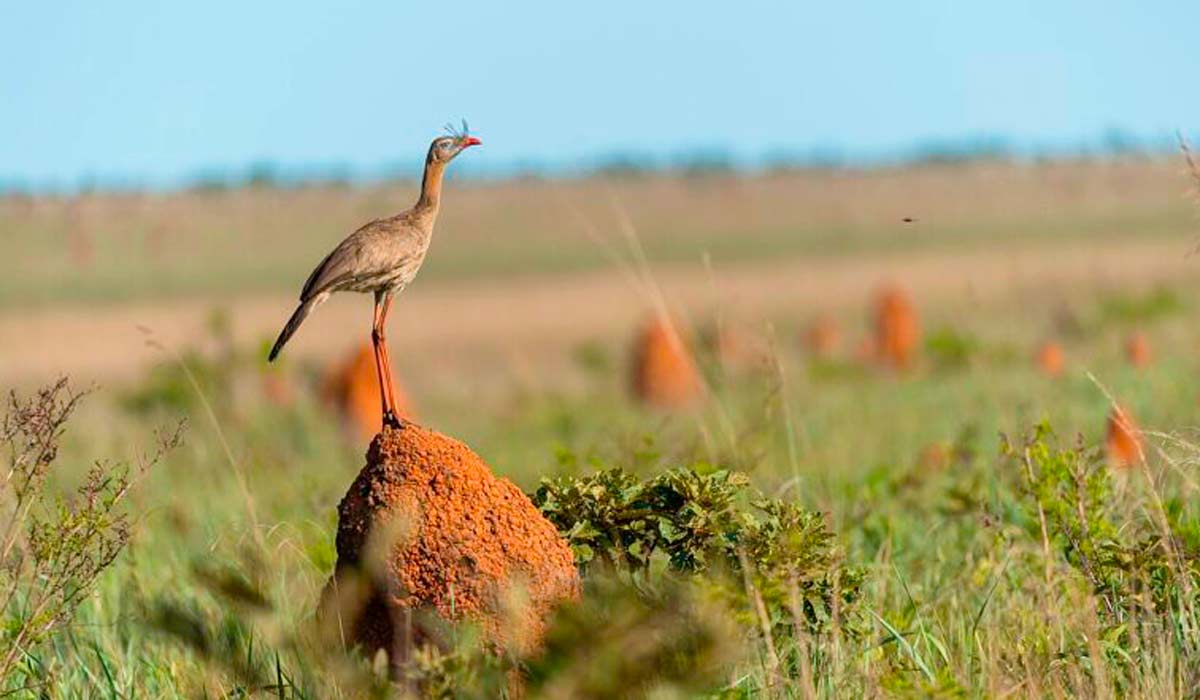 Seriema (Cariama cristata) no Parque Nacional das Emas, sudoeste de Goiás - Foto: Fernando Nanzer