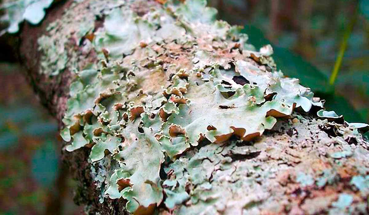 Líquen do gênero Parmotrema no Parque Estadual Matas do Segredo, Mato Grosso do Sul. Esses organismos são formados por fungos e algas, que interagem entre si, e apresentam resposta rápida sobre a má qualidade do ar - Foto: Fábio Júnio Santos Fonseca