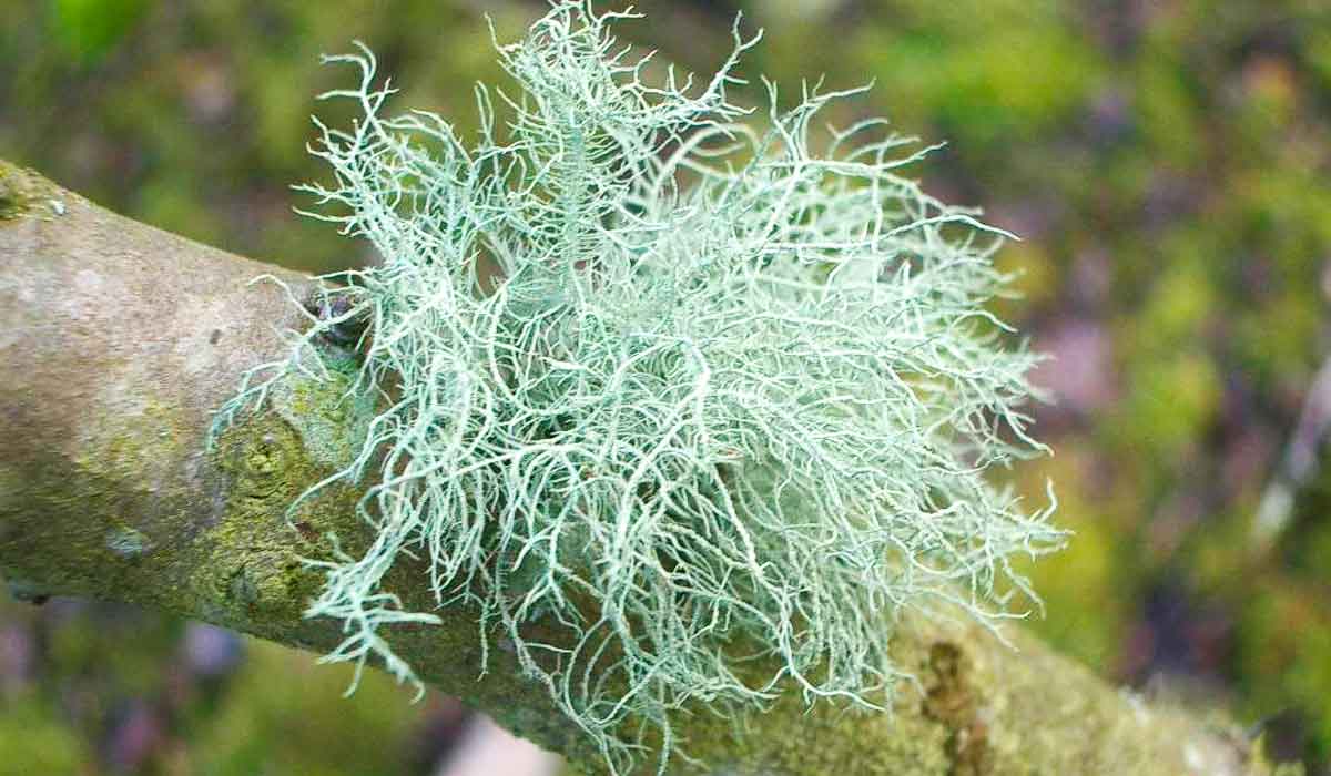 Barba de velho (Usnea barbata)