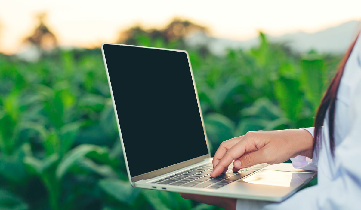 Produtora com laptop na lavoura