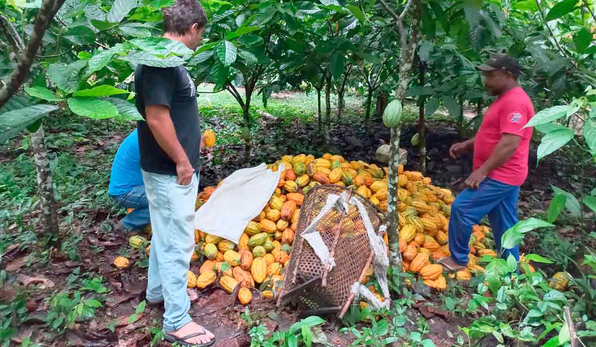 Cultivo sustentável do cacau