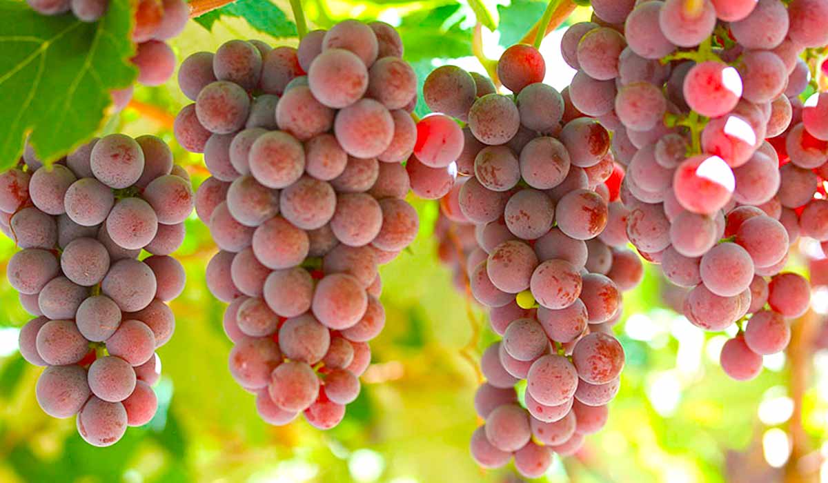 Cachos de uvas - Foto: Paulo Lanzetta
