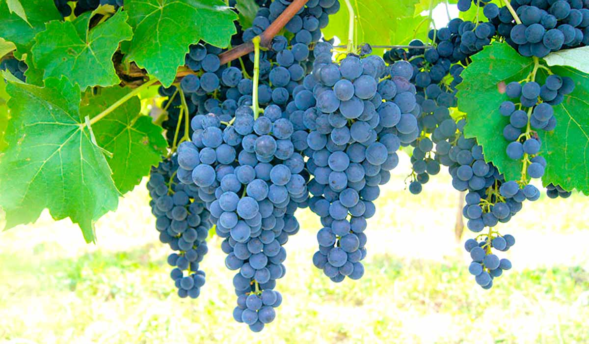 Método permite acompanhar a evolução de compostos essenciais à qualidade dos vinhos, durante o processo de amadurecimento das uvas, e definir o momento da colheita Foto: Valtair Comachio
