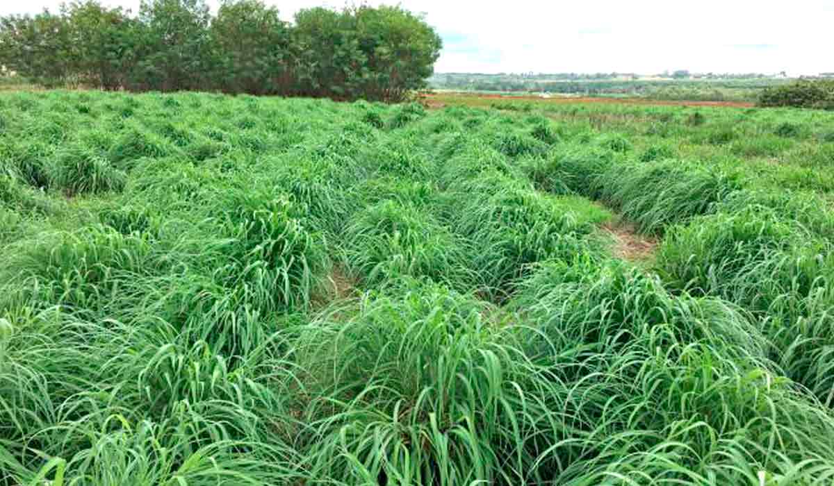 Pastagem de andropogon BRS Sarandi - Foto: Carlos Eduardo Lazarini da Fonseca