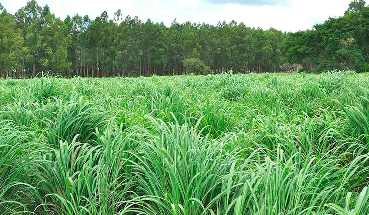 Além do ótimo desempenho para os rebanhos do Cerrado brasileiro, a nova variedade garante alta produtividade em solos de baixa fertilidade e maior valor nutricional - Foto: Allan Kardec