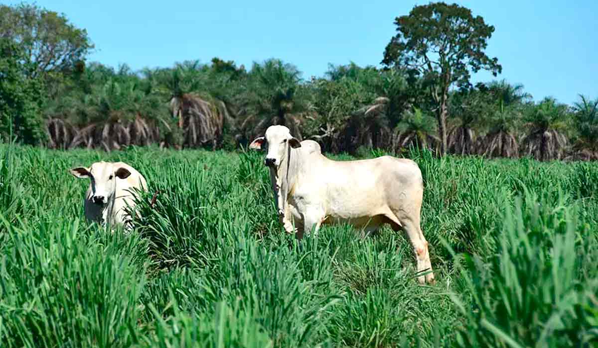 Animais no pasto de BRS Sarandi - Foto: Allan Kardec