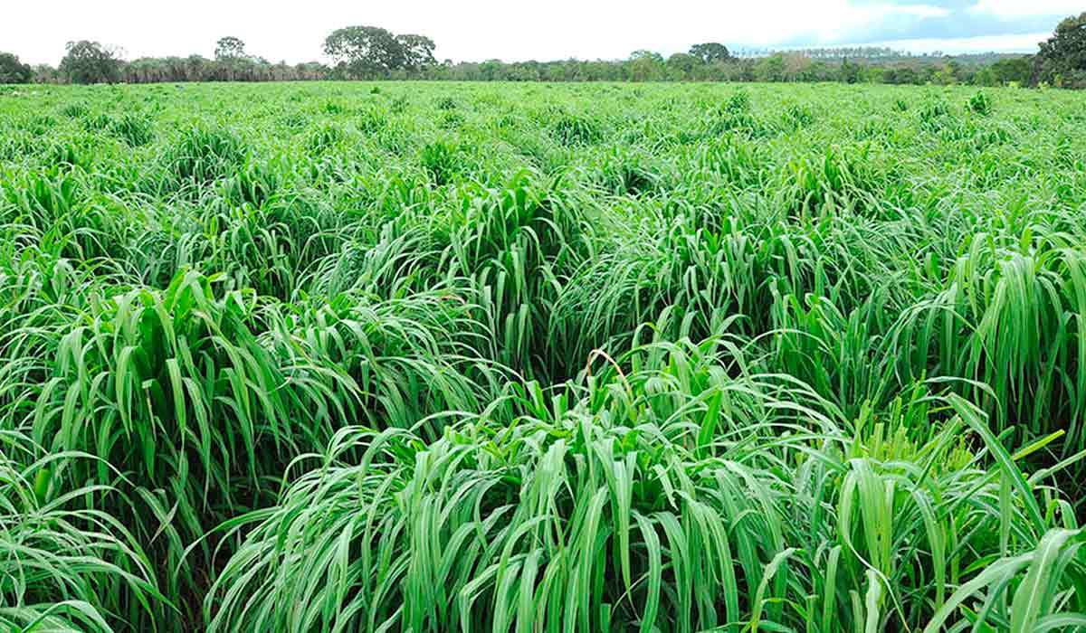 Pasto bem formado com BRS Sarandi - Foto: Allan Kardec