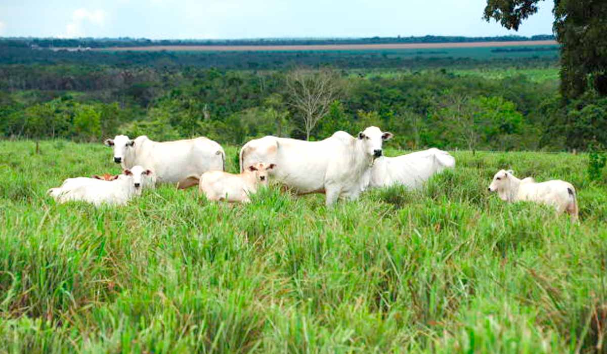 Animais no pasto com andropogon gayanus BRS Sarandi - Foto: Allan Kardec