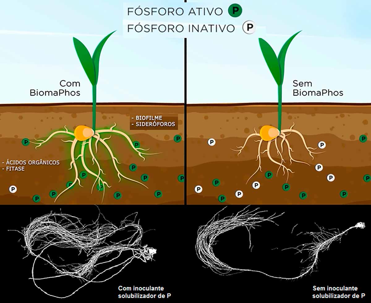 Ilustração comparativa das plantas com inoculante e sem inoculante de microrganismos solubilizadores de fósforo (P)