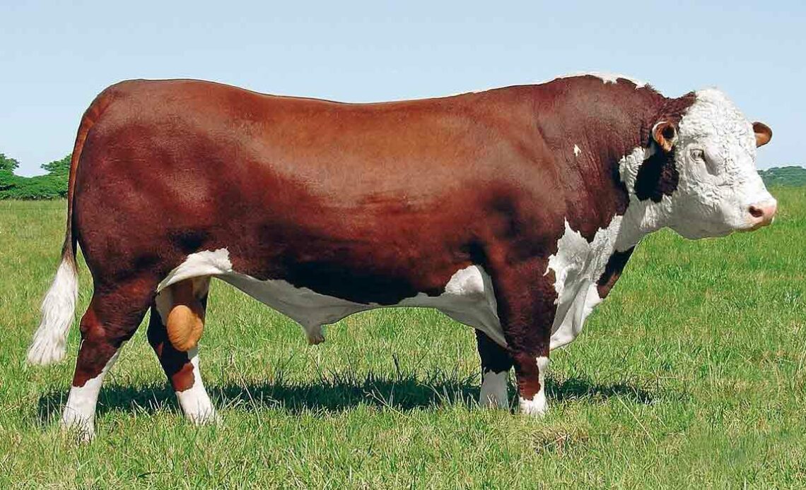 Touro Hereford