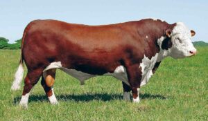 Touro Hereford