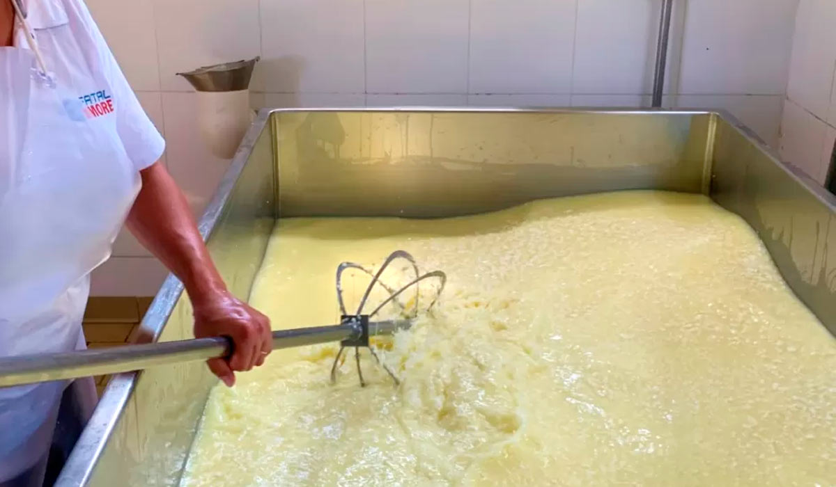 Processo de fabricação do queijo Alagoa