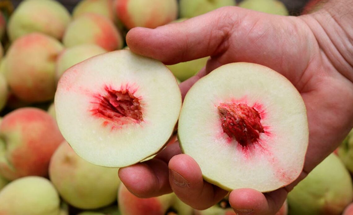 A fruta cortada evidencia a densidade da polpa do novo pêssego