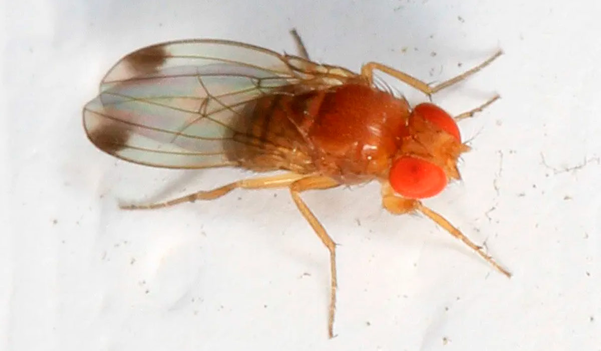 Drosófila da asa manchada (Drosophila suzukii)