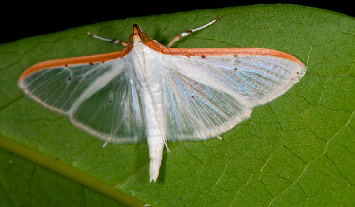 Mariposa da lagarta da oliveira (Palpita forficifera)