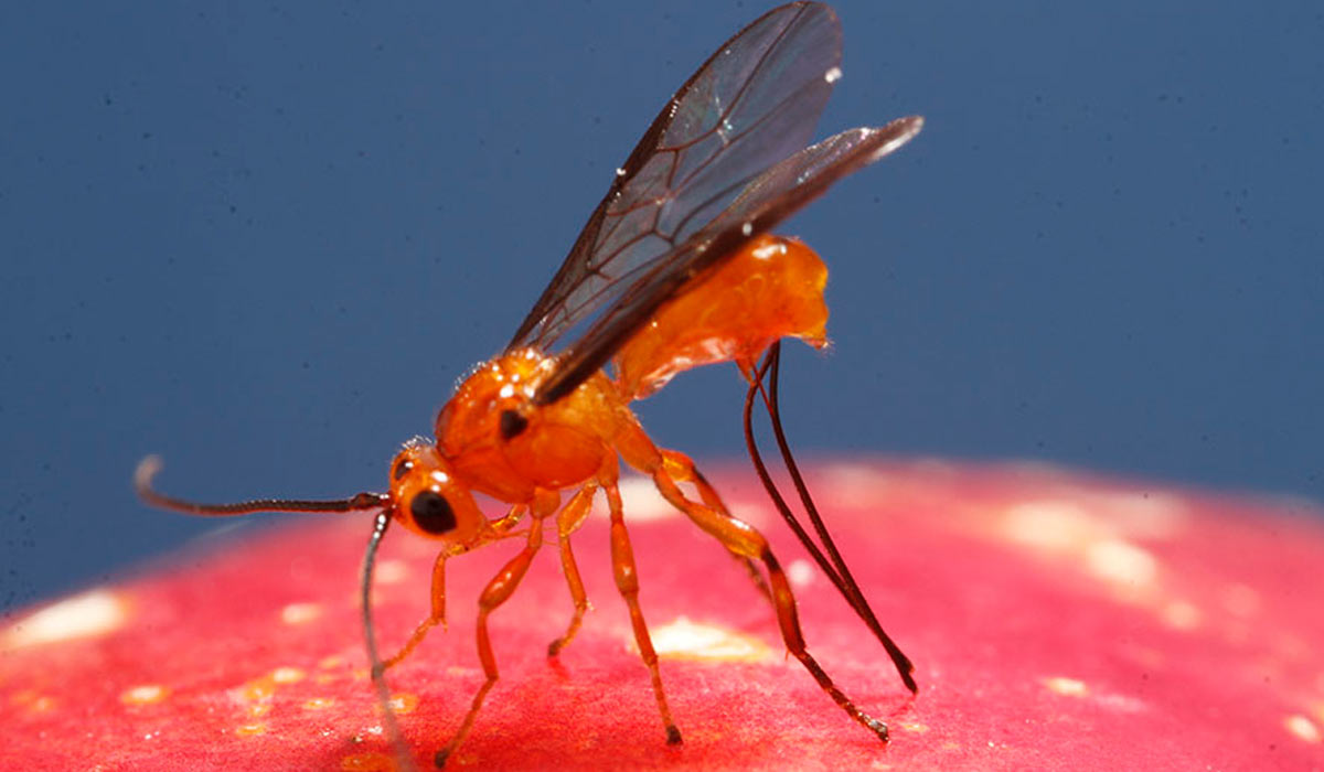 O parasitoide Doryctobracon areolatus