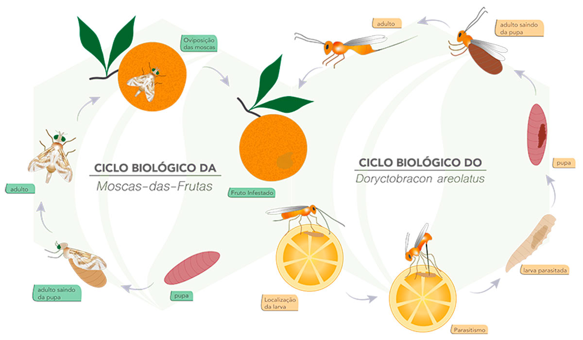 Ciclos biológicos da mosca das frutas e da vespa