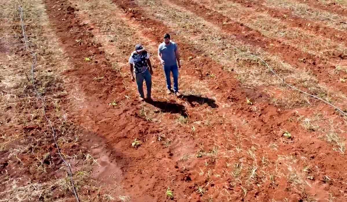 Área preparada já com o sistema de irrigação instalado