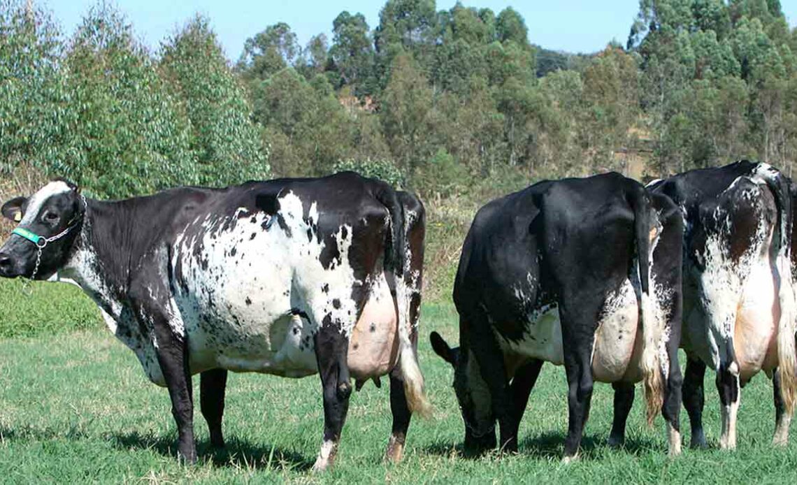 Vacas girolando
