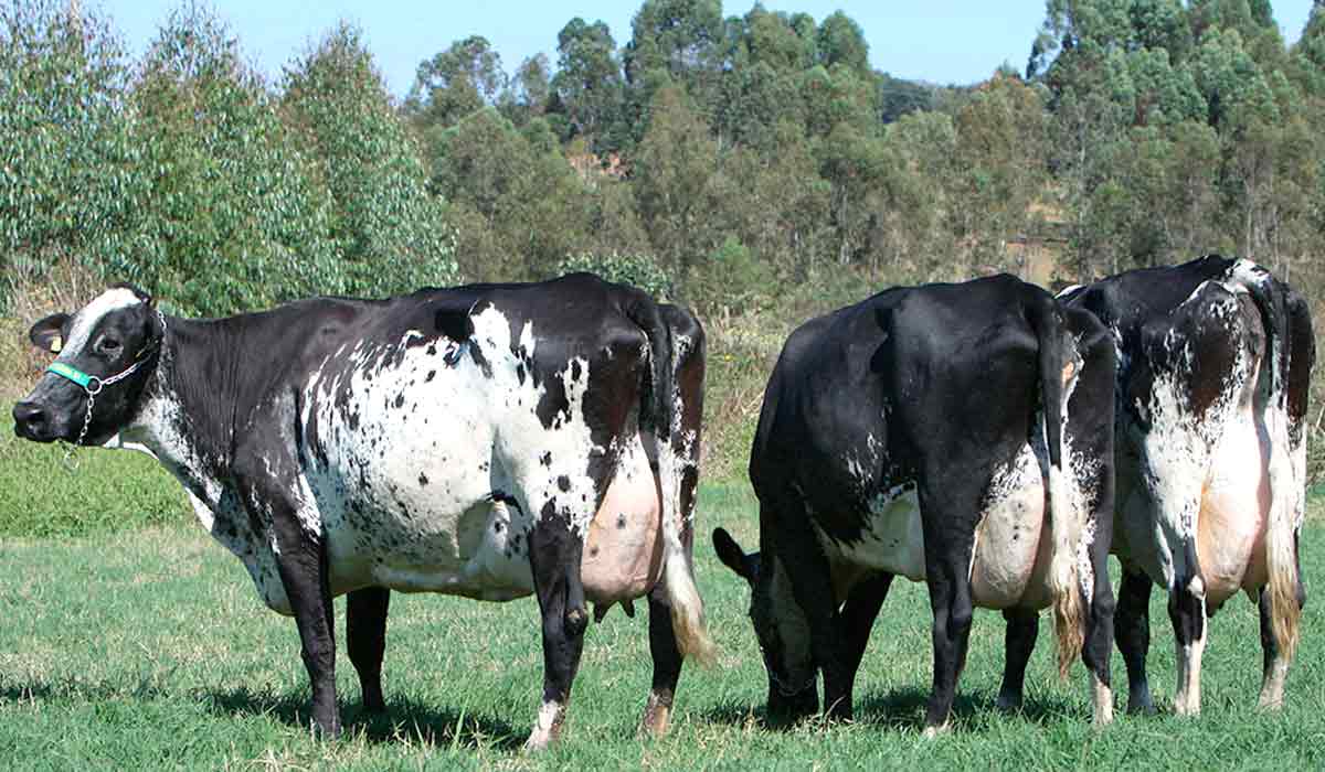 Vacas girolando