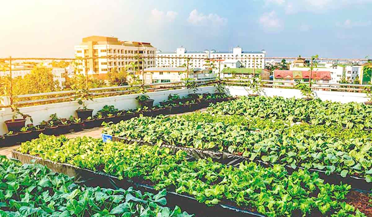 Horta urbana em terraço de um edifício