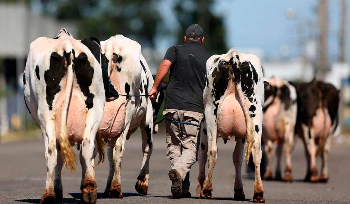 Vacas sendo conduzidas no Parque de exposições de Esteio