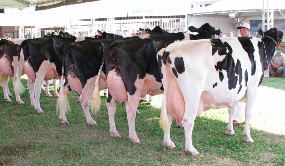 Vacas na pista de julgamento