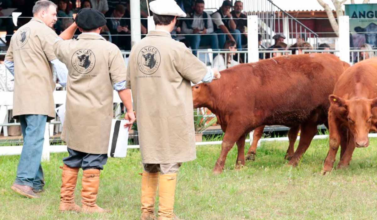 Julgamento de bovinos