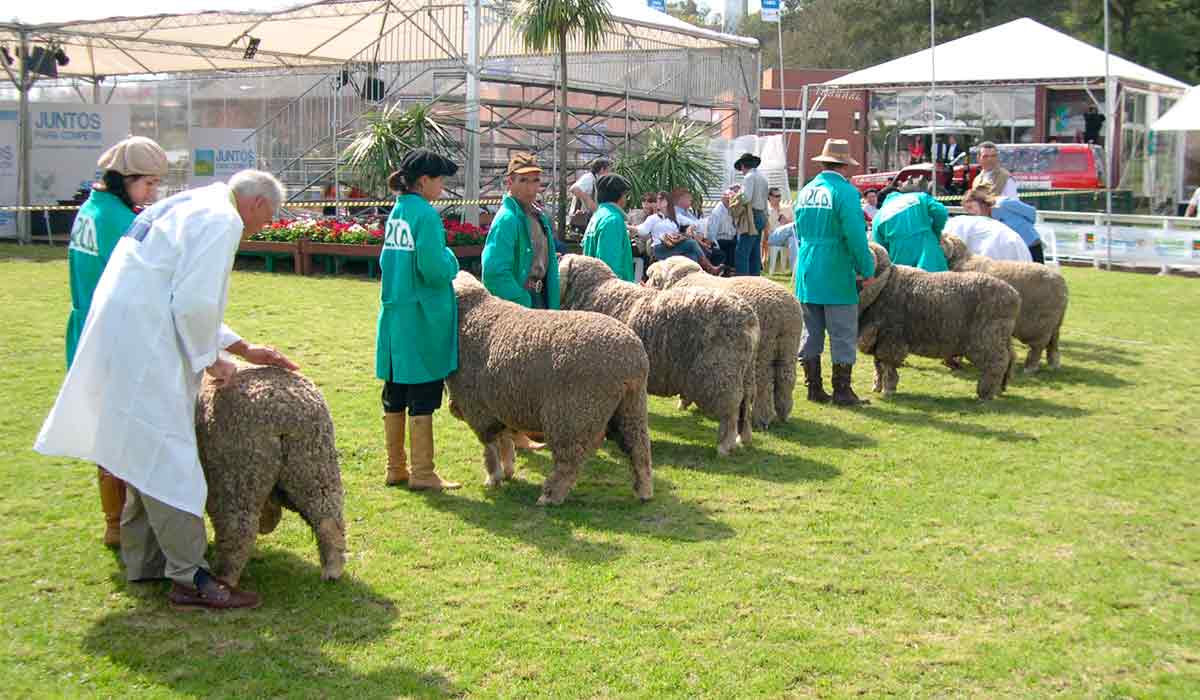 Julgamento de ovinos na Expointer