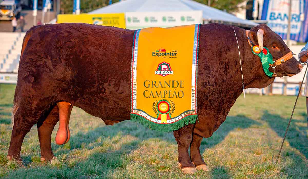 Um grande campeão da raça Devon na Expointer