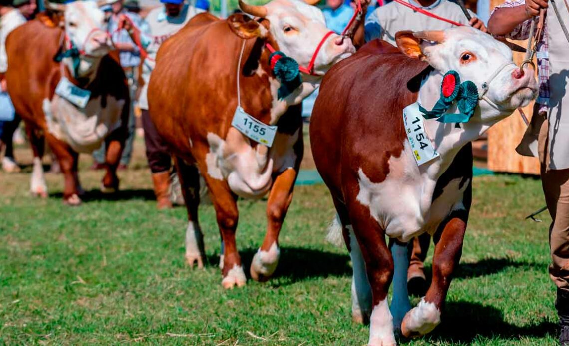 Animais premiados em pista